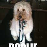 A dog not reacting with its leash in its mouth