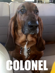 Bassett hound showing upstream and downstream awareness