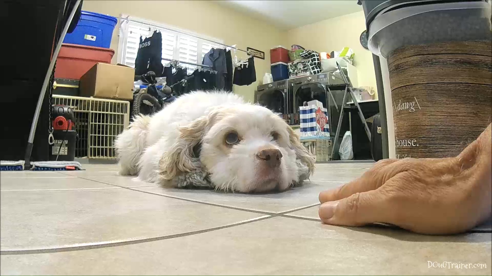 Mochi the dog submitting in front of the DOuGTrainer.