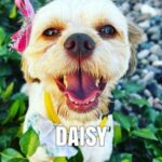 Daisy the dog
