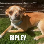 Ripley the dog