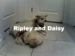 Ripley and Daisy the dogs together during (human) training
