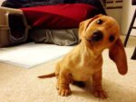 Puppy dog tilting its head