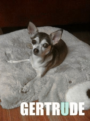 Gerty the dog
