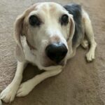 Beautiful Bear. RIP.