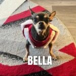 title="Bella the Ferocious One" Bella the Ferocious One.