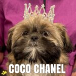 Coco Chanel not showing allergies