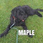 Maple in her early state - not separation anxiety