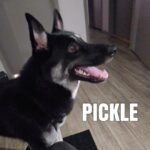 Pickle got his name because he's always been such… a pickle! He's also learning socialization.